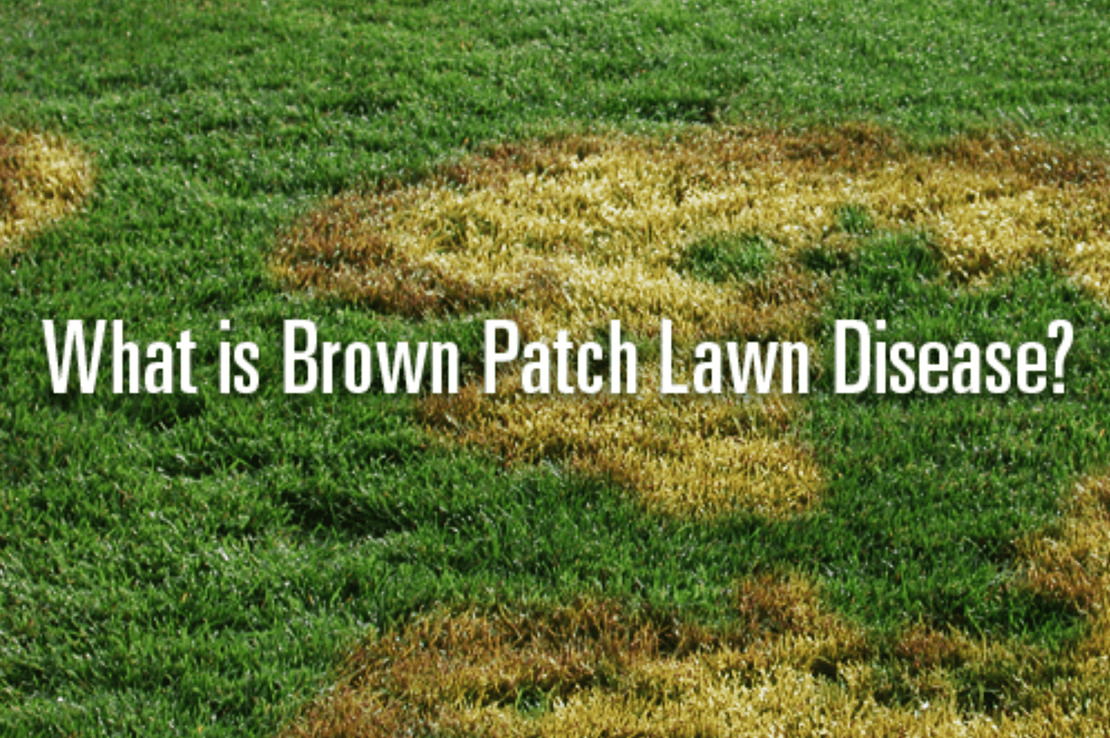 Lawn Care Round Rock, TX Experts on Diagnosing Brown Patch and Treatment