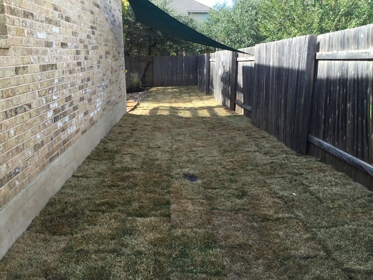 side yard of a house with new grass