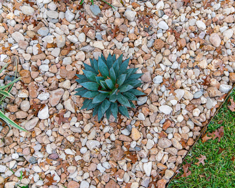agave-Rockpoint 14