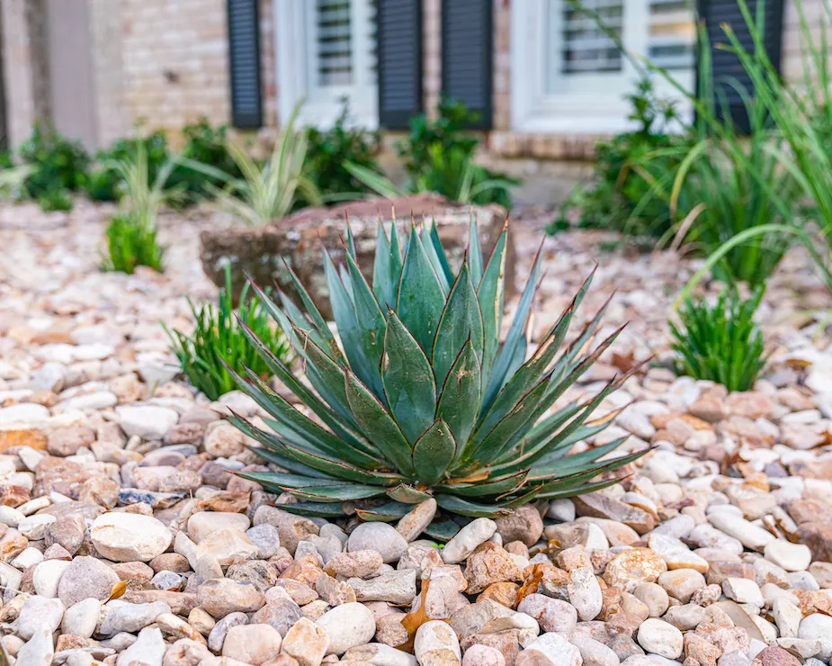 agave-Rockpoint 18