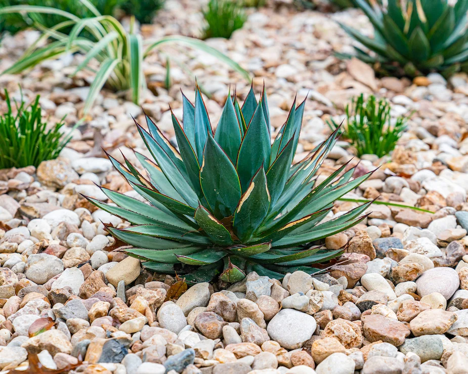 agave-Rockpoint 20