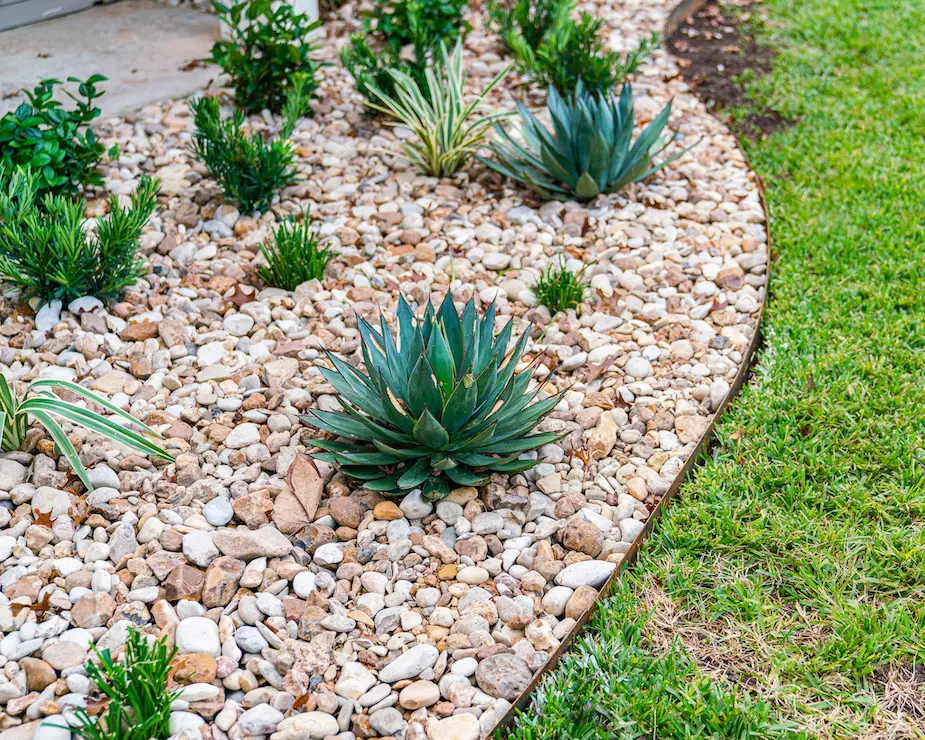 agave-Rockpoint 3